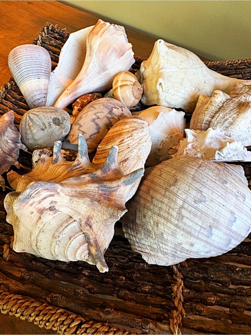 Natural Seashell Collection - Neutral & Cream Tones